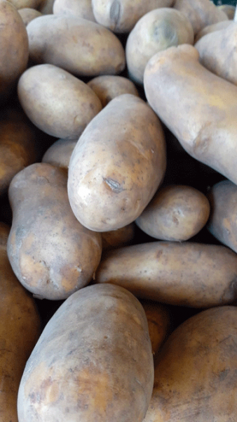 Kartoffeln Alexandra festkochend 2,5 Kg Sackware