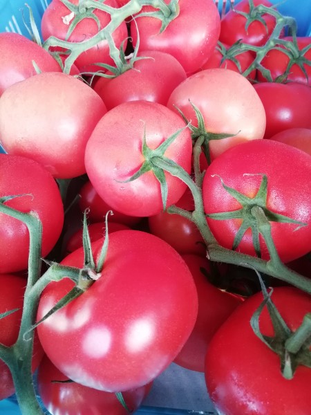 Tomaten Strauch 500 g
