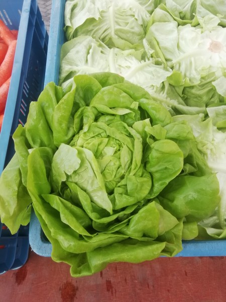 Salat Kopf