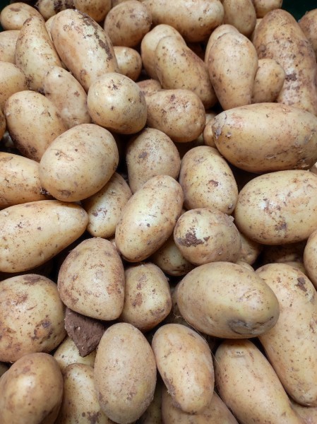 Frühkartoffeln 1 Kg