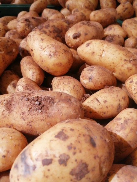 Kartoffeln Annabell-Festkochend 1 kg