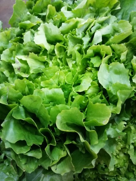 Salat Eichblatt